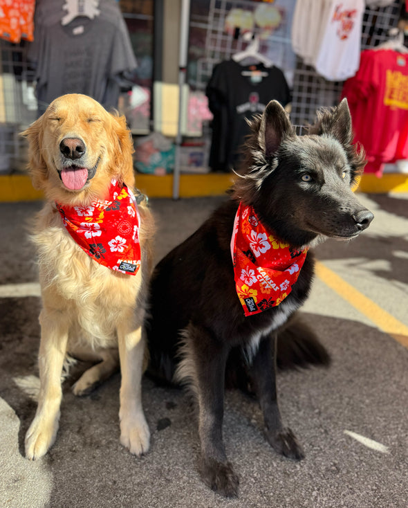 KC Chiefs Floral Dog Bandana