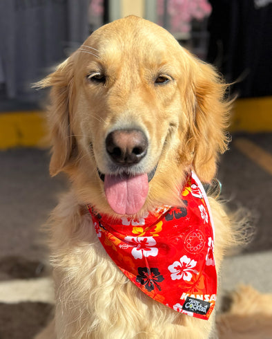 KC Chiefs Floral Dog Bandana