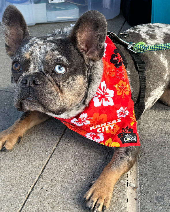 KC Chiefs Floral Dog Bandana