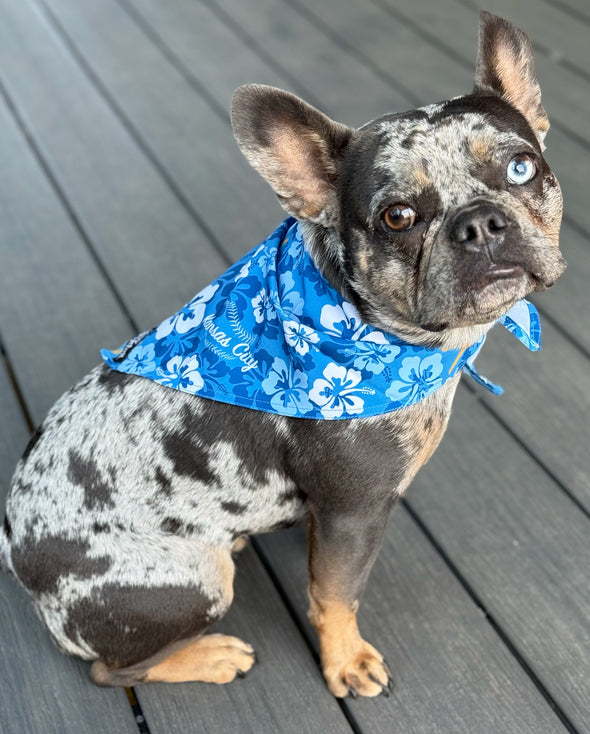 KC Royals Floral Dog Bandana