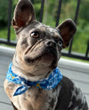 KC Royals Floral Dog Bandana