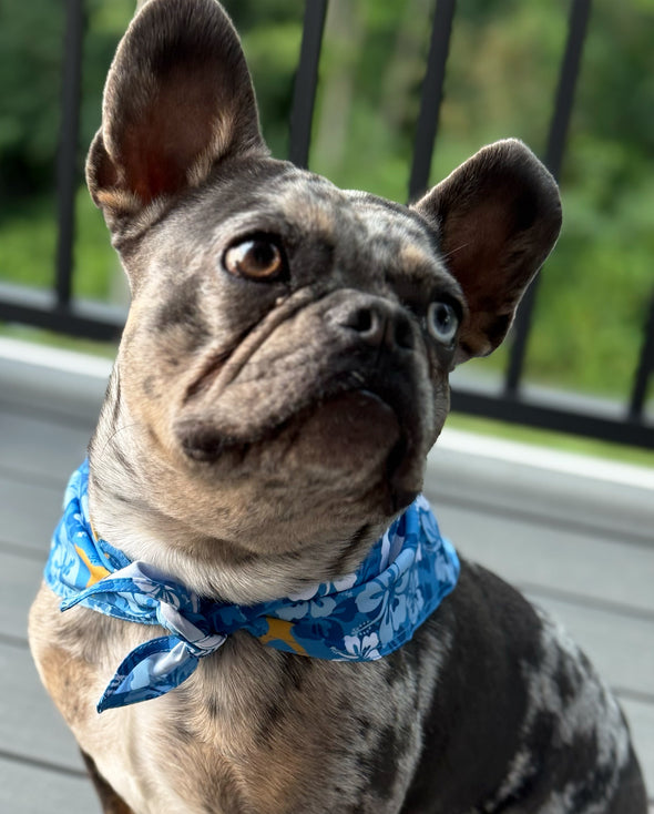KC Royals Floral Dog Bandana