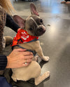 KC Chiefs Floral Dog Bandana